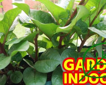 HOW TO GARDEN 🌿 INDOORS   Tips to save money   Indoor Gardening Ideas and Tips How to Gardening