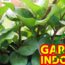 HOW TO GARDEN ðŸŒ¿ INDOORS   Tips to save money   Indoor Gardening Ideas and Tips How to Gardening