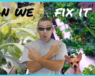 How to Fix Yellow Leaves / Easy DIY Hydroponics / Urban Gardening / No Fuss 😀🌱🌿☘🍃💚