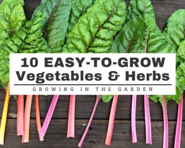 10 EASY-TO-GROW Vegetables & Herbs: GARDENING for BEGINNERS