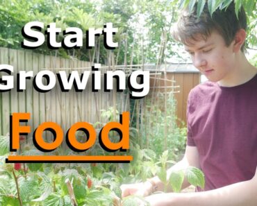 How To Start Growing Your Own Food | Vegetable Gardening Tips
