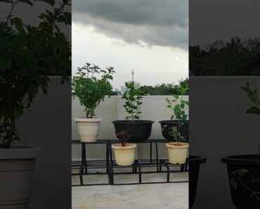 My Terrace Garden Journey: From Beginner #Gardening #terrace