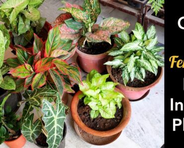 Best top Indoor plants care tips fertilizer, shade loving plants monsoon care