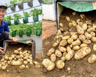 Growing Potatoes on the Terrace is very easy, lots of big and beautiful tubers