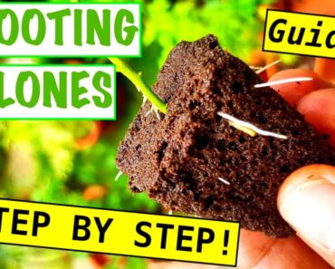 HOW TO CLONE IN 3 DAYS! – Guide For Beginner Growers | 5 TIPS FOR CRAZY ROOTS!