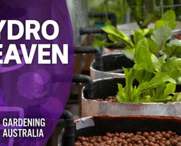 How to create a hydroponic heaven | Wow to | Gardening Australia