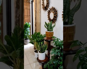 Super easy hack to give your house plants an instant fresh feel!! Video- cozzie__corner #homedecor