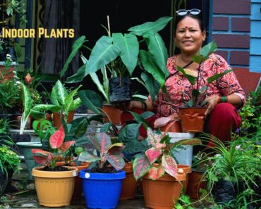 Indoor Plant Care Tips in Nepali I Nepali Gardening Tips