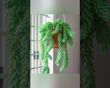 Top 6 Indoor Hanging Plants