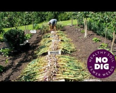 Grow garlic, an easy crop with no dig, hard or softneck, and tips for harvest
