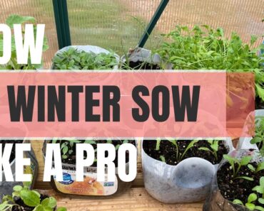 Winter Sowing Tutorial 🌱🌸 A Complete Beginners Guide