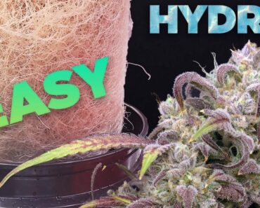How to HYDRO EASY – COMPLETE GROW GUIDE Cannabis & Weed Hydroponic DWC