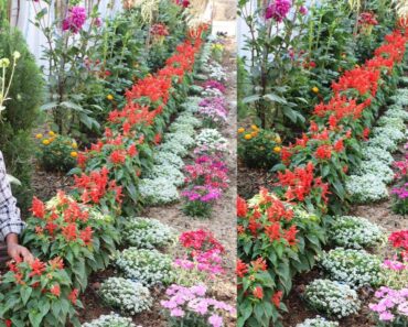 How to create a beautiful flower garden