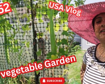 EP 52 – vegetable garden – আমেরিকায় আমাদের সবজি বাগান – gardening in usa   @ameribong #ameribong
