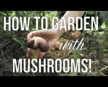 Gardening and Growing Mushrooms | How to Grow Mushrooms in your Annual or Permaculture Garden