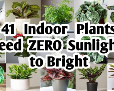 41 Indoor Plants need Zero sunlight to bright | Plant and Planting