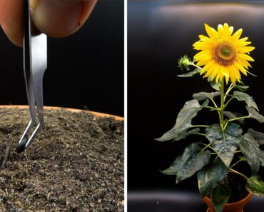 Growing Sunflower Time Lapse – Seed To Flower In 83 Days