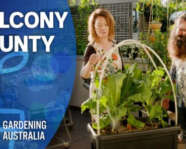 Balcony Bounty | Indoor Plants And Balcony Gardens | Gardening Australia