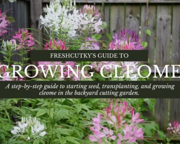 How to Grow Cleome Spider Plant from Seed Growing Cut Flower Garden Annuals