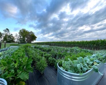 2022 Full Vegetable Garden Tour #4 – Zone 4B #gardening #vegetablegarden #homesteading