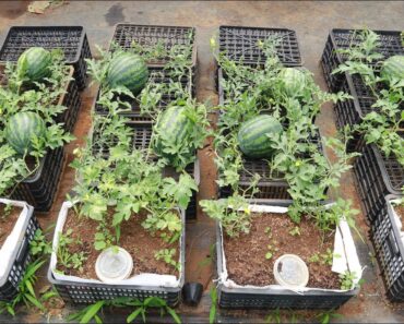 Growing watermelon at home is easy, big and sweet if you know this method