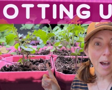Indoor Gardening 2024: The Ultimate Beginner’s Guide To Potting Up Seedlings!