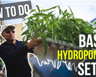 HOW TO DO HYDROPONICS – TUTORIAL FOR BEGINNERS – PAANO MAGTANIM | HOW TO DO BASIC HYDROPONICS