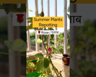 Summer Gardening Tips and Tricks | Rose Plant #viral #shortsyoutube #short #shorts