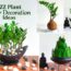 5 Amazing ZZ Plant Indoor Decoration Ideas | ZZ Plants Growing Ideas-Grow Zanzibar Gem//GREEN PLANTS