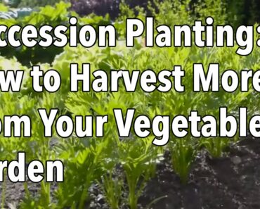Succession Planting: How to Harvest More From Your Vegetable Garden