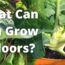 New Experiences In the Indoor Garden | Guten Yardening  zone 5 gardening