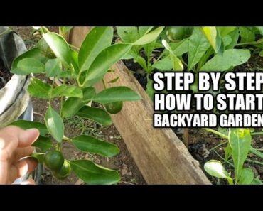 6 Simple steps Paano magsimula ng Backyard Garden
