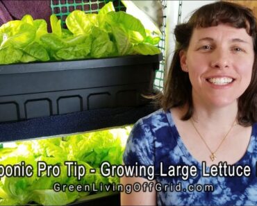 Hydroponic ProTip – Growing Large Lettuce Heads