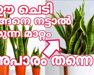 snake plant malayalam | Indoor plants tips | gardening ideas for malayalam