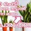 snake plant malayalam | Indoor plants tips | gardening ideas for malayalam