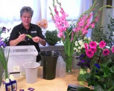 Gladiolus Tips for Stunning Blooms | Chrysal Flower Food Guide