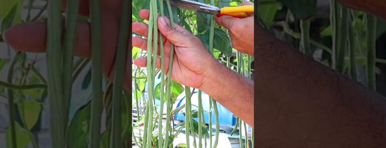 How to grow long bean from seed to harvest