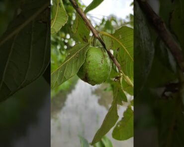 Mansoon season…#Gardening for beginners   #guava