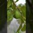 Mansoon season…#Gardening for beginners   #guava