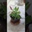 Indoor plants from cuttings #indoorplants #youtubeshorts #beginners #plants #trending #gardening