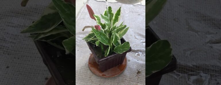 Indoor plants from cuttings #indoorplants #youtubeshorts #beginners #plants #trending #gardening