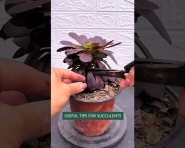 Useful tips for succulents 🪴 #多肉植物 #다육이들 #succulents #suculentas
