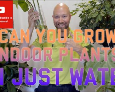 Can you grow indoor plants in just water💦?