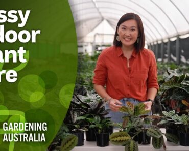 How to fix common indoor plant problems | Indoor Plants | Gardening Australia