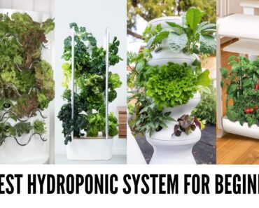 What is the Best Hydroponics System for Beginners in 2020?