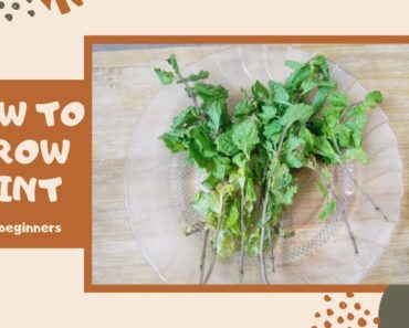 GROW MINT FROM GROCERY STEMS| Gardening For Beginners