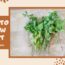 GROW MINT FROM GROCERY STEMS| Gardening For Beginners