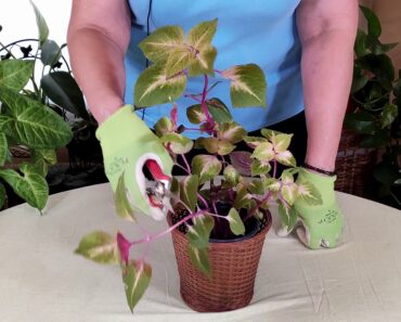 How and Where to Prune Houseplants