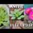Aster from Seeds to Flower ( Full Update-2 ) Gardening for beginners