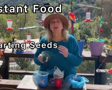 Starting Seeds Early Without Grow Lights Mistakes & TIPS on Instant Vegetable Garden Food Indoors